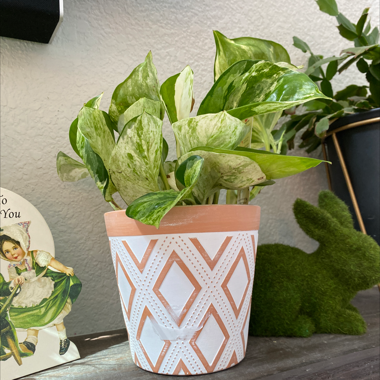 Manjula Pothos plant in a decorative pot with variegated leaves.