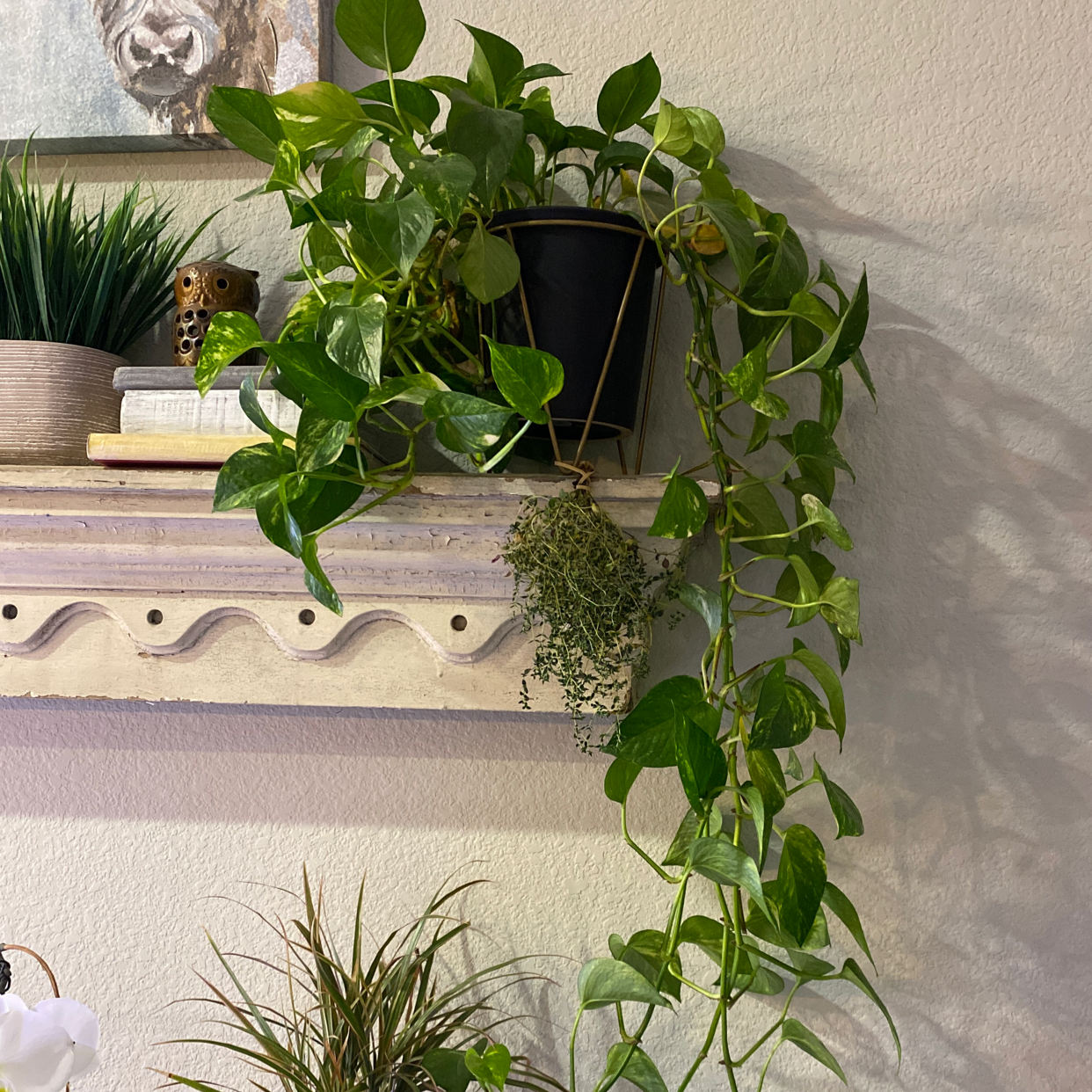 Taro Vine plant photo by @Lolazawacki named Rapunzel on Greg, the plant care app.