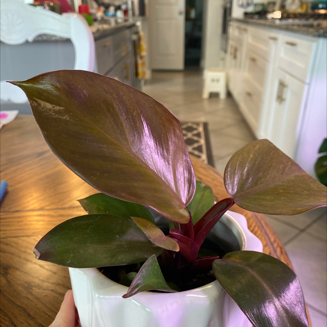 Philodendron Prince of Orange plant in a white pot with healthy leaves indoors on a wooden table.