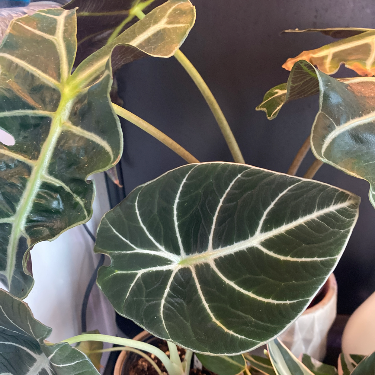 Black Velvet Alocasia plant with dark green leaves and white veins, partially visible soil.