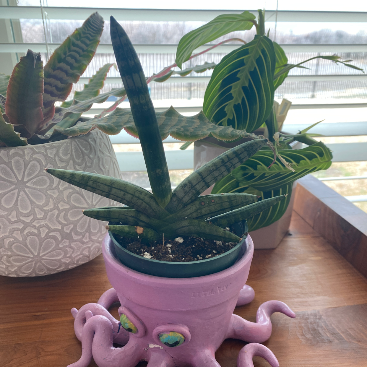 Starfish Snake Plant in a decorative pot with other plants in the background.