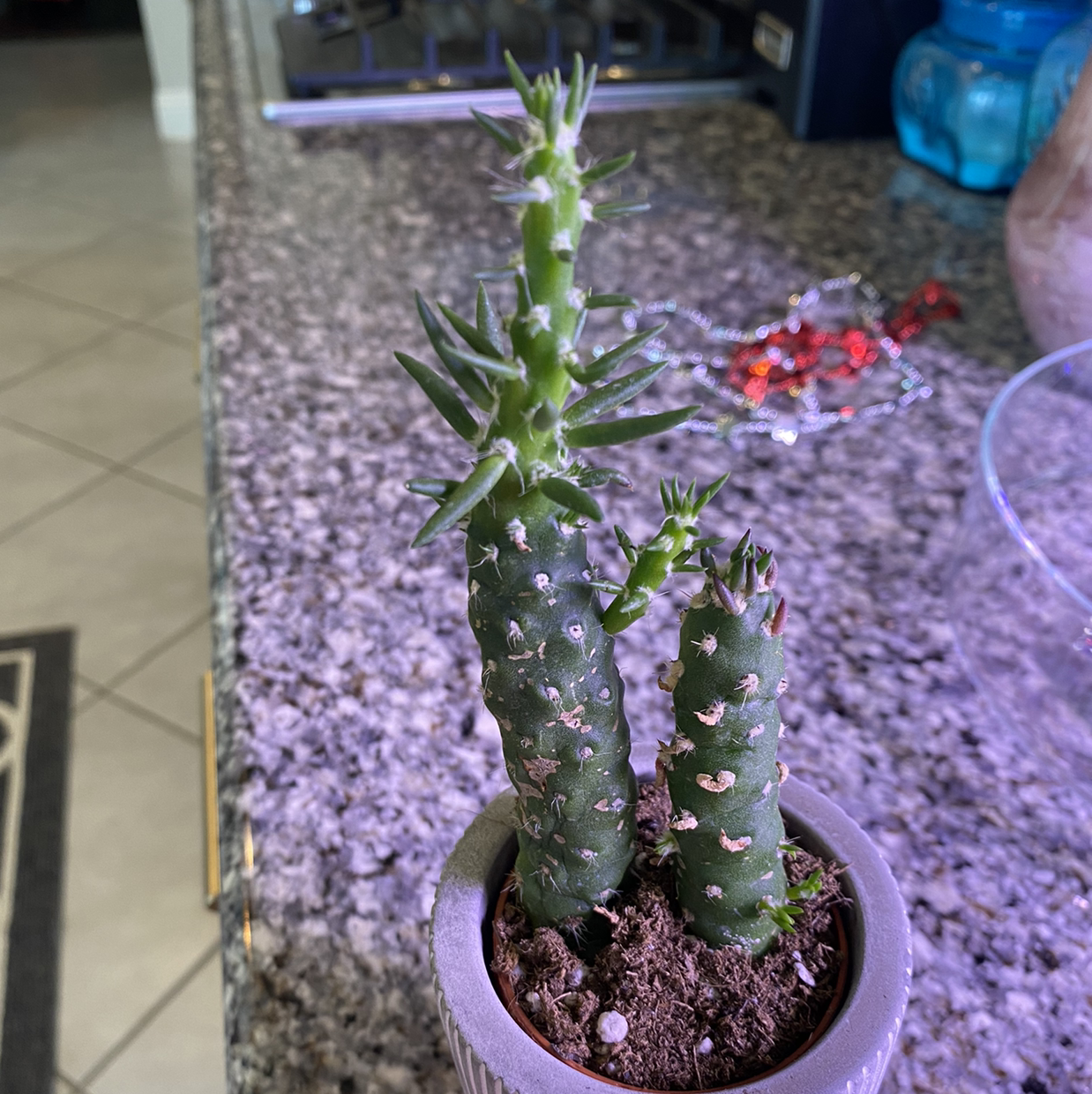 Potted Eve's Needle Cactus on a kitchen countertop with white spots on its surface.