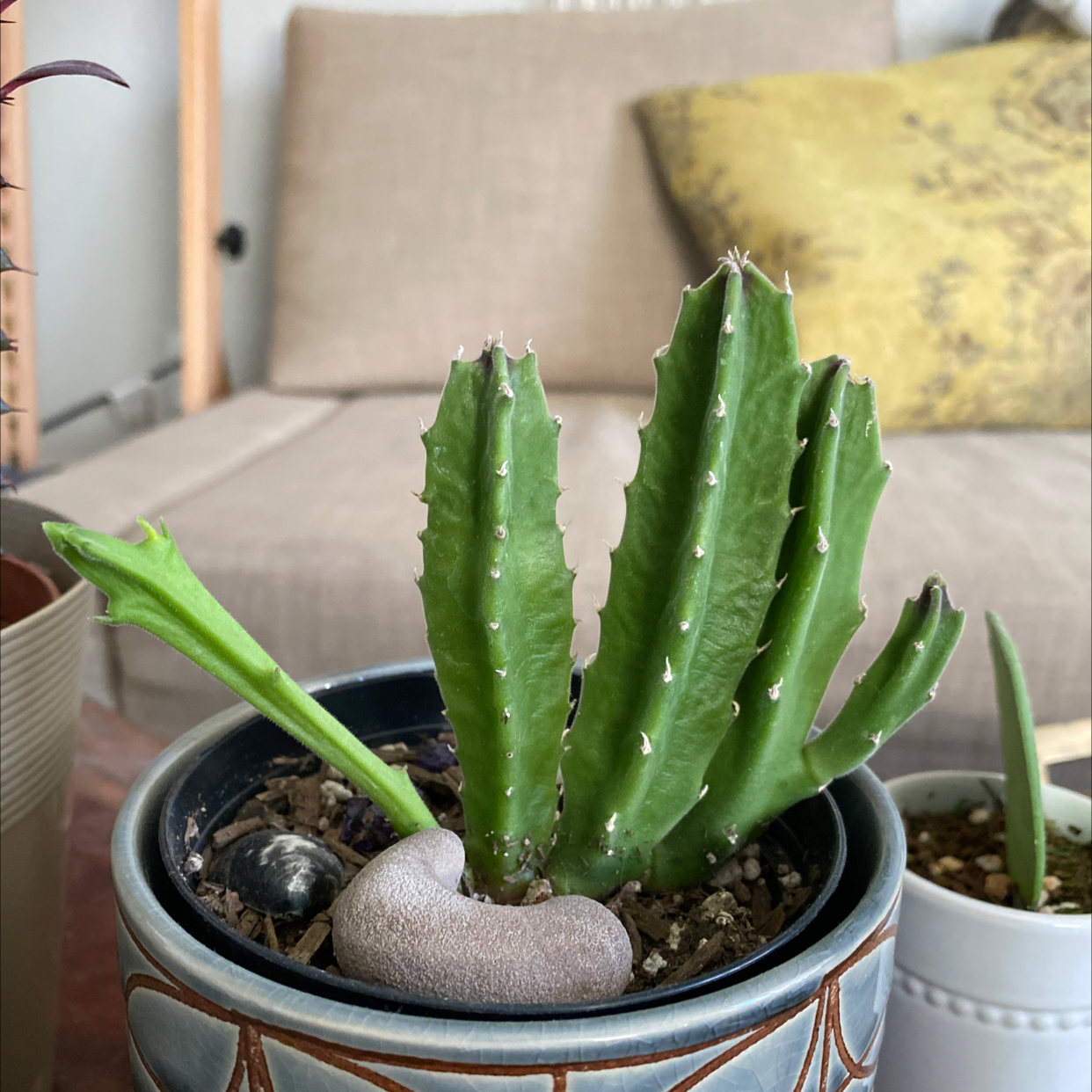 Potted Zulu Giant plant indoors with healthy green stems, placed on a table.
