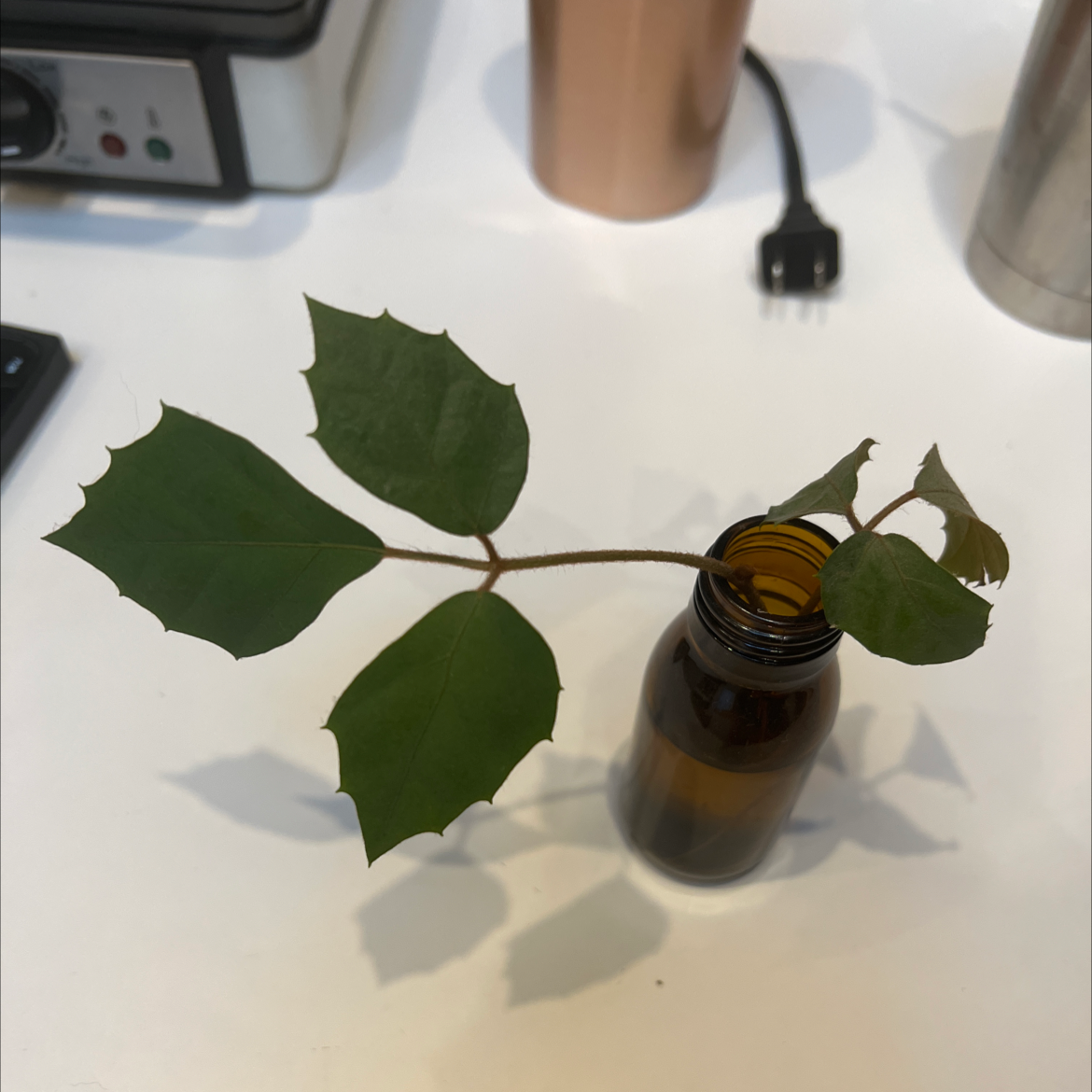 Healthy grape ivy plant with glossy lobed leaves growing in an amber glass bottle on a white surface.