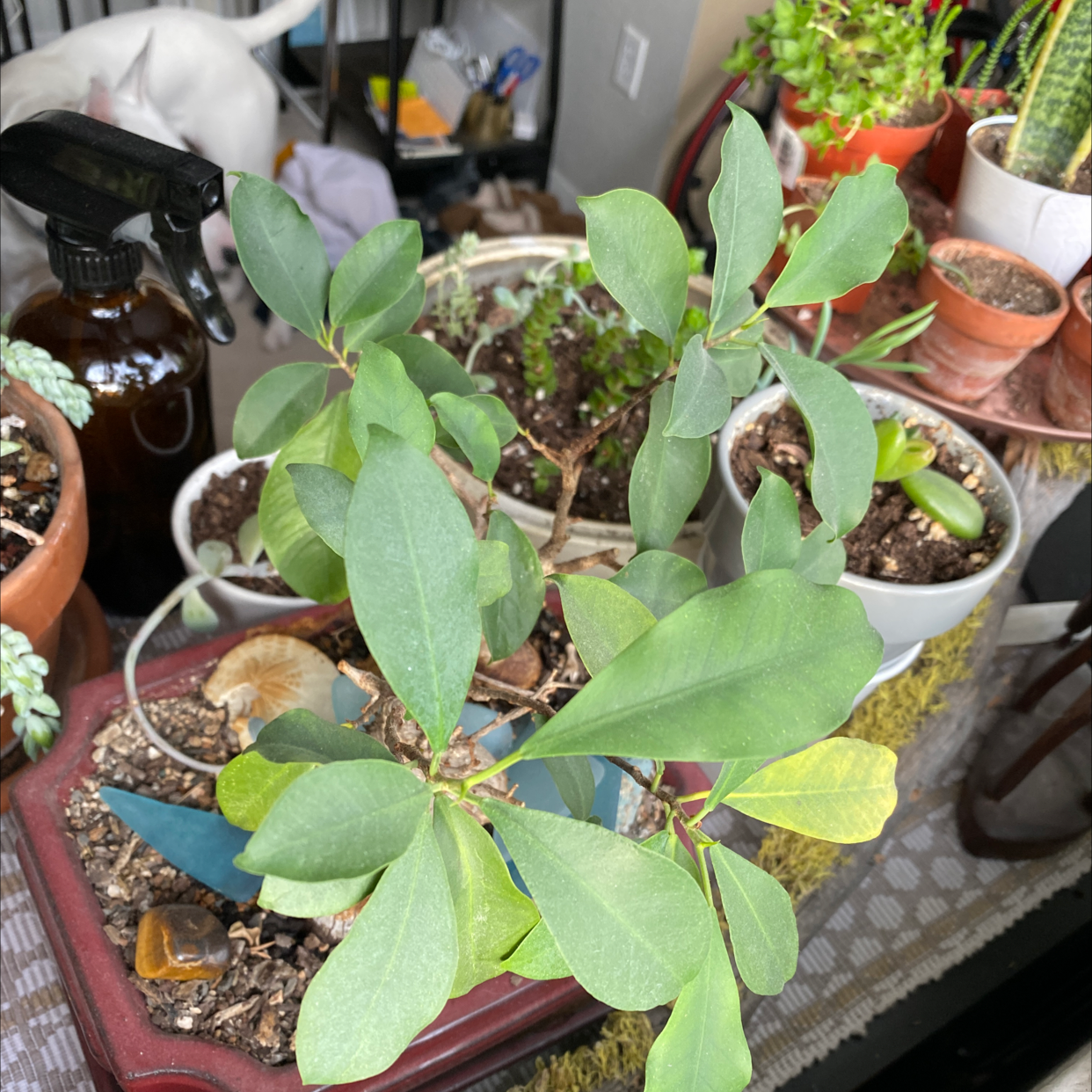 Ficus Ginseng plant photo by Jen named Sol on Greg, the plant care app.