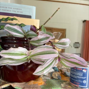 Lilac Tradescantia plant photo by @Pennock named Your plant on Greg, the plant care app.