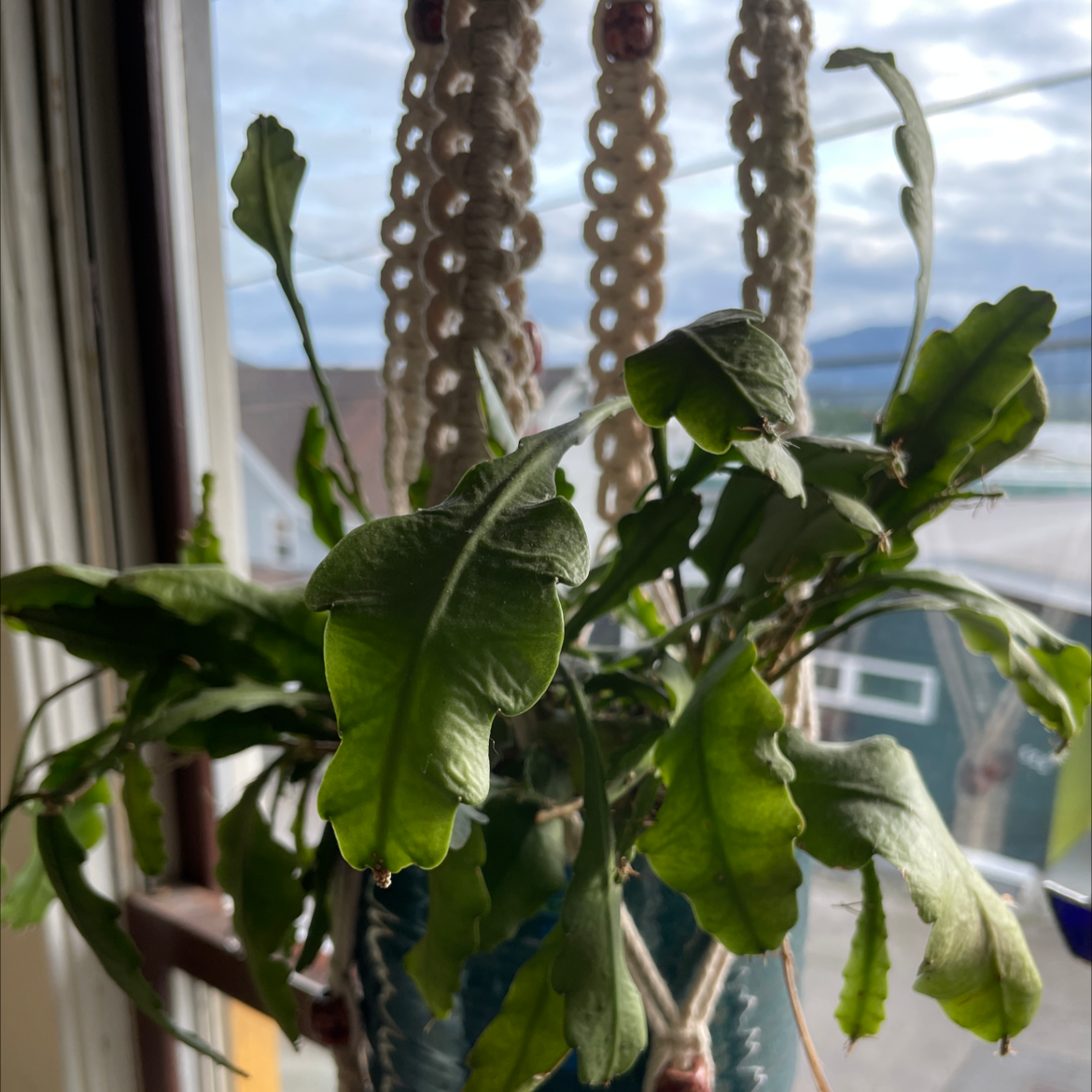 Dutchman's Pipe Cactus plant photo by @Pennock named Your plant on Greg, the plant care app.