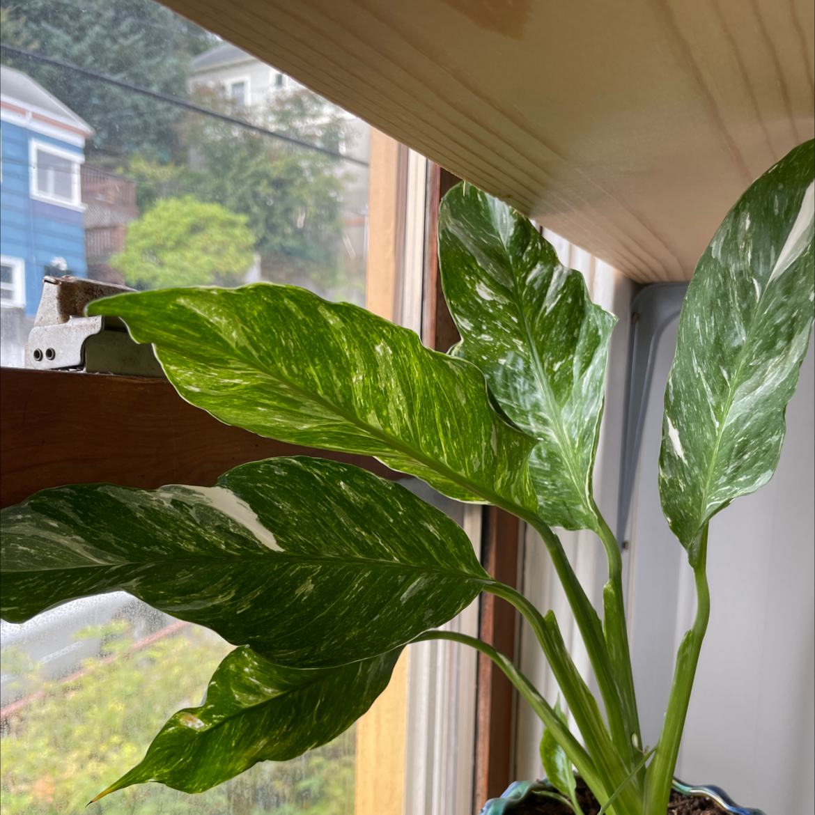 Variegated Peace Lily plant photo by @Pennock named Your plant on Greg, the plant care app.