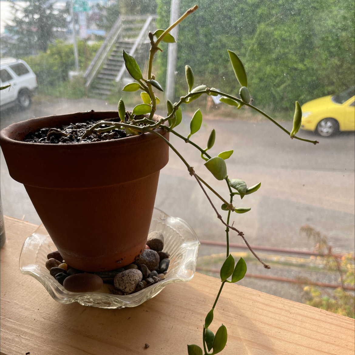 Potted Hoya lacunosa plant with small green leaves on a windowsill.