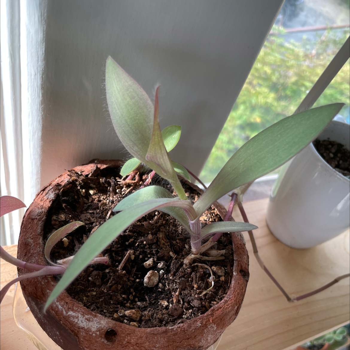 Tradescantia Nanouk plant photo by @Pennock named Tree Diddy on Greg, the plant care app.