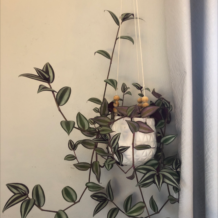 Photo of the plant species Tradescantia Zebrina by Gracie named Osmo on Greg, the plant care app