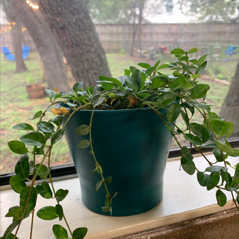 Healthy Creeping Fig houseplant with glossy green heart-shaped leaves cascading from a teal pot on a sunny windowsill.