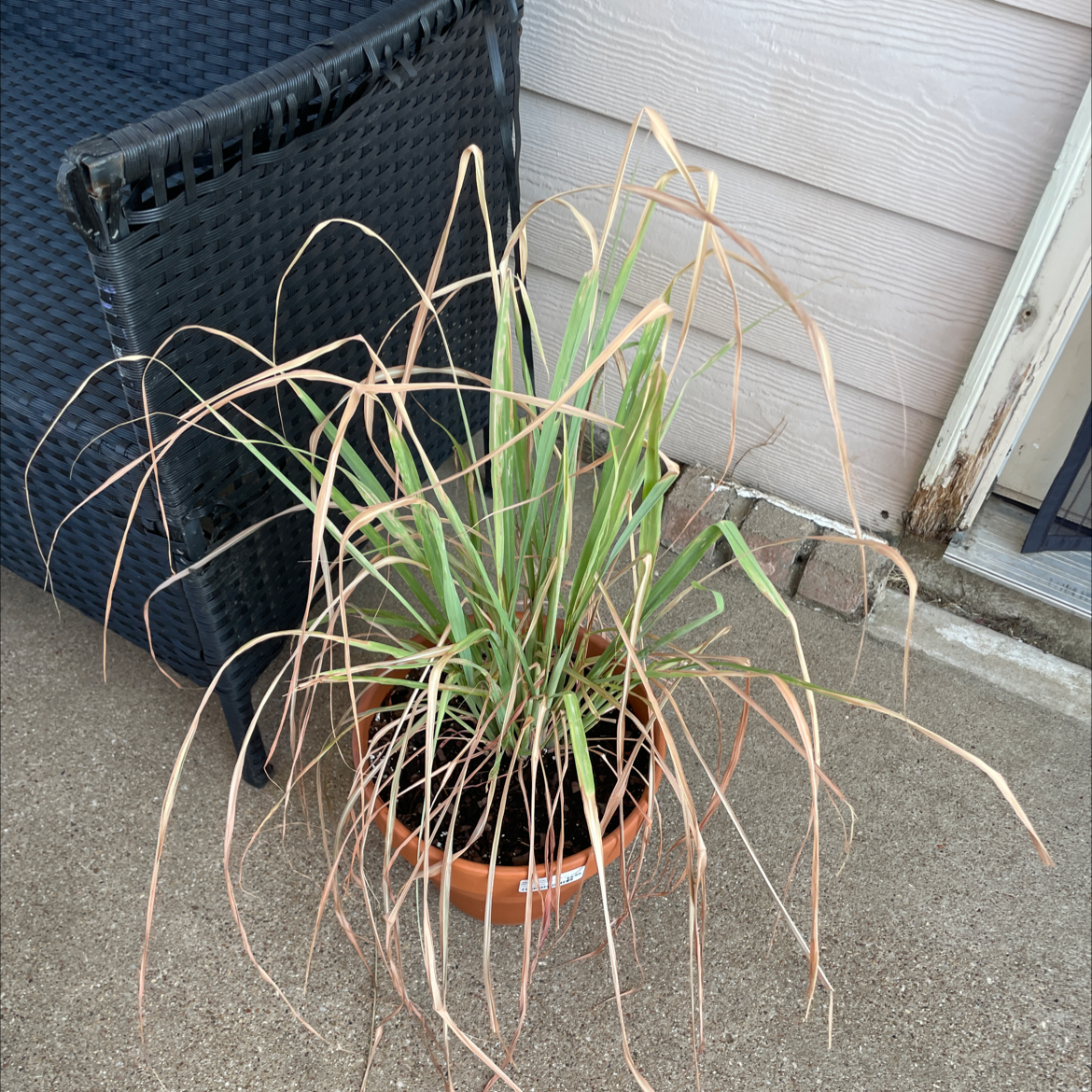 Potted Pampas Grass with browning leaves on a concrete surface next to a wicker chair.
