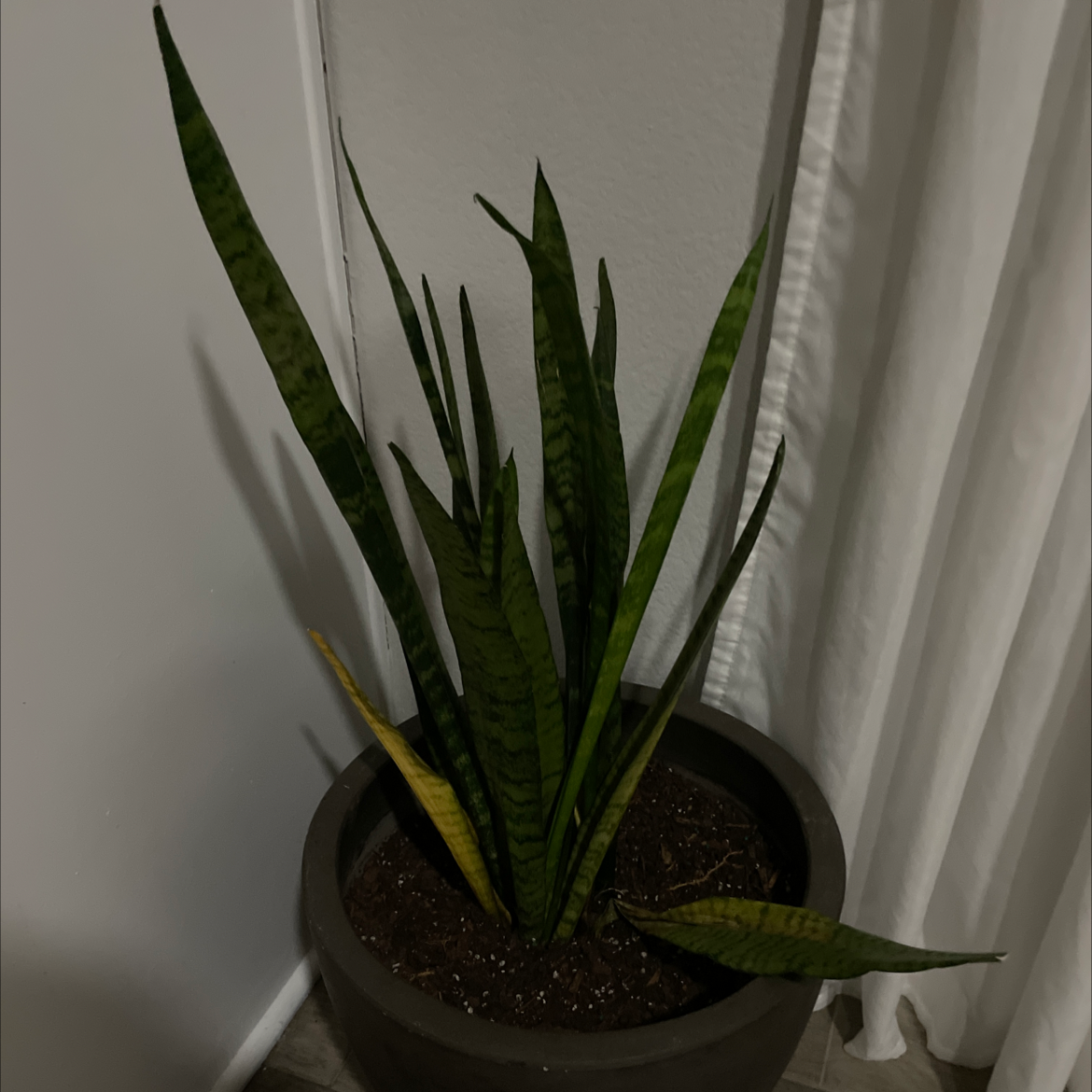Snake Plant plant photo by Kim named Drake on Greg, the plant care app.