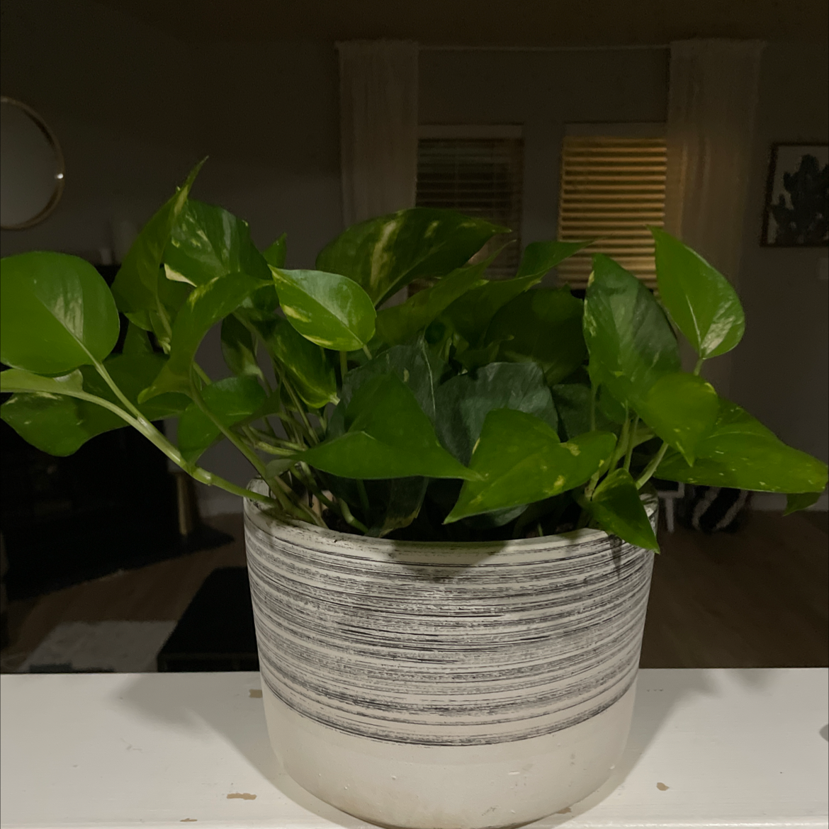 Taro Vine plant photo by Kim named Bruce Leaves on Greg, the plant care app.