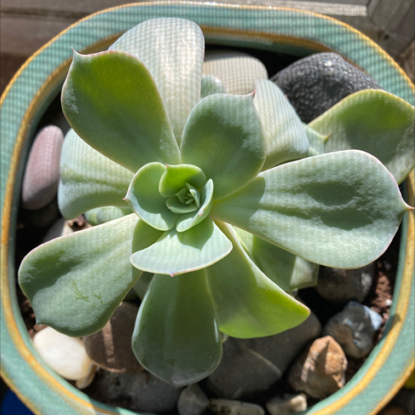 Healthy Echeveria Runyonii plant in a pot with visible soil and stones.