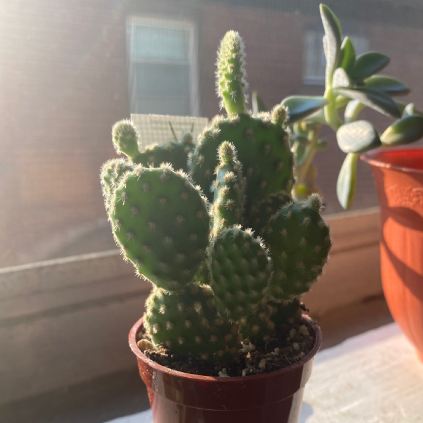 Bunny Ears Cactus in a small pot on a windowsill with another plant in the background.