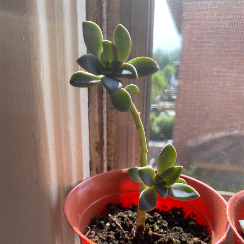 Ghost Plant (Graptopetalum paraguayense) in a small pot near a window, healthy with visible soil.