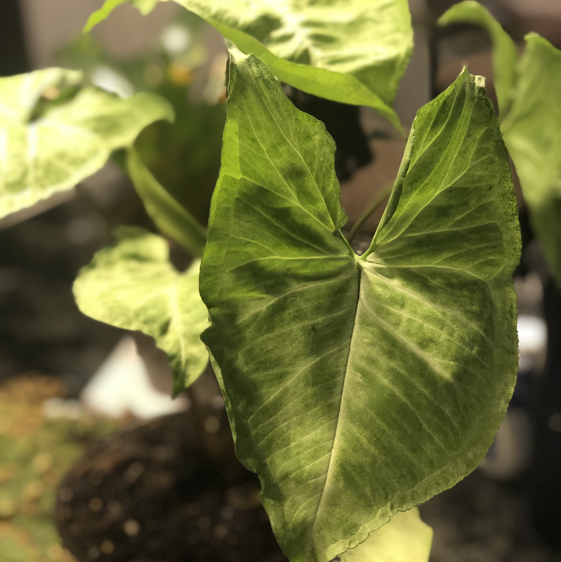 Syngonium 'White Butterfly' plant with some browning at the leaf edges.
