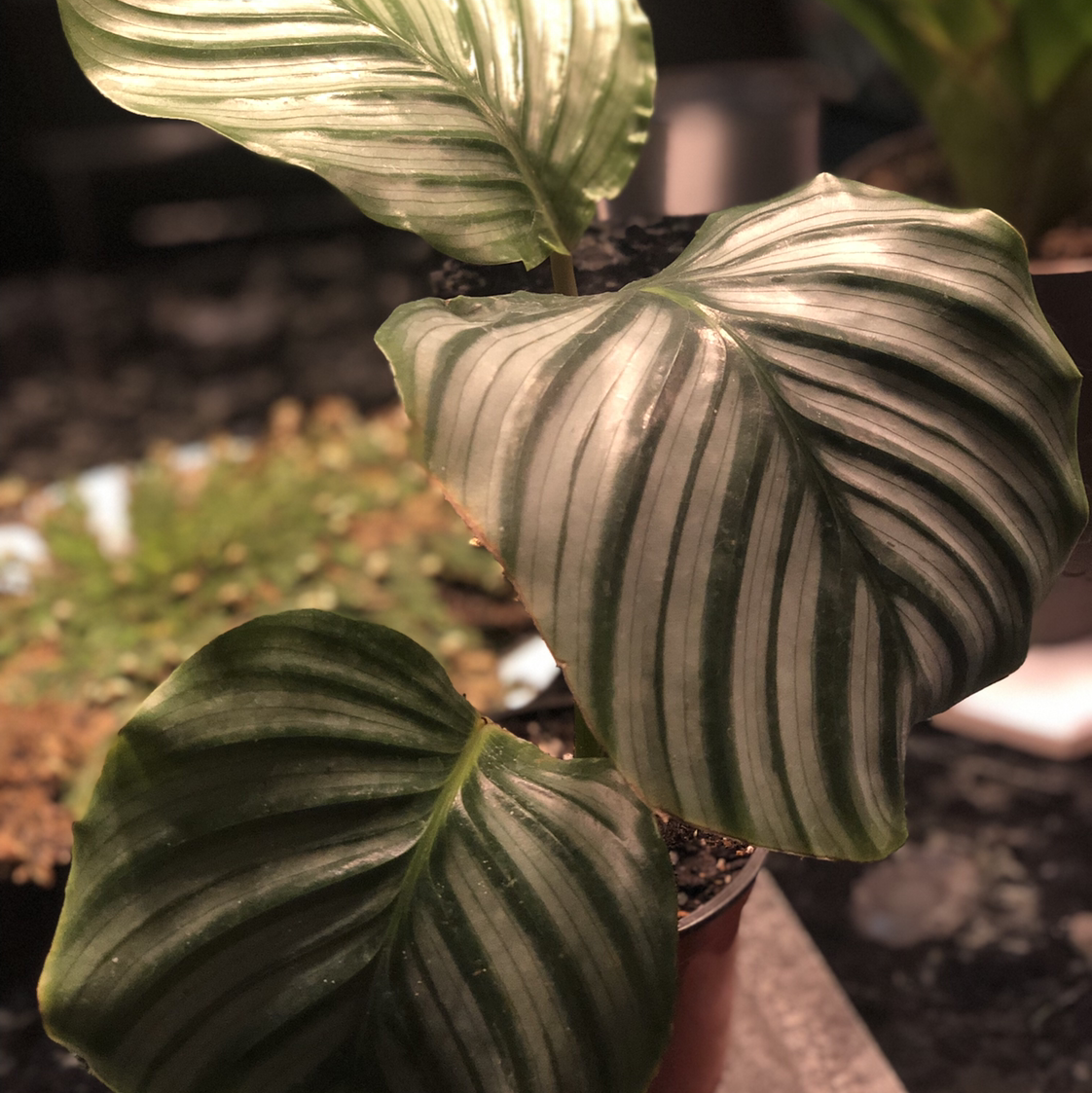 Calathea Orbifolia plant with large, striped leaves in a pot. Soil is visible.