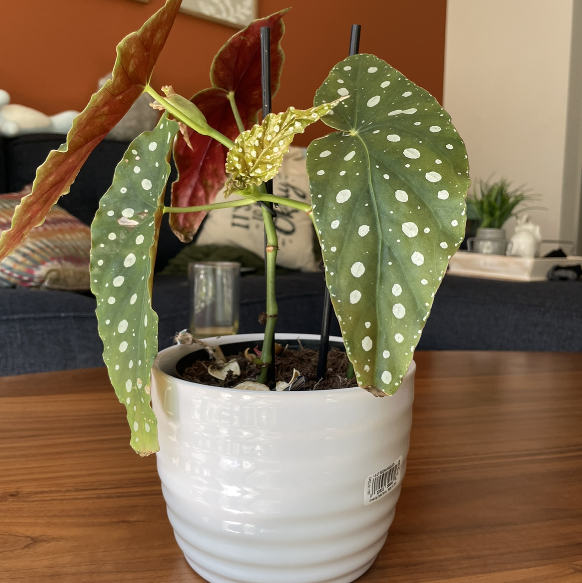 Polka Dot Begonia plant photo by @elecia22 named Elina on Greg, the plant care app.