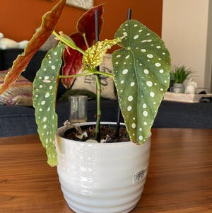 Spotted Begonia plant photo by @elecia22 named Elina on Greg, the plant care app.