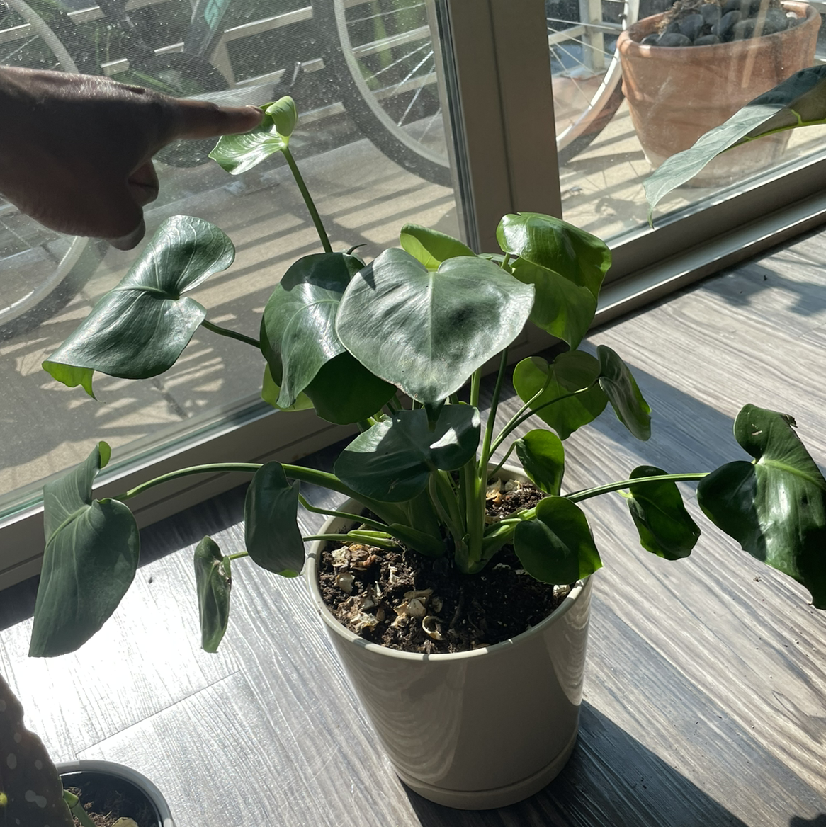 Monstera plant photo by @elecia22 named Monie on Greg, the plant care app.