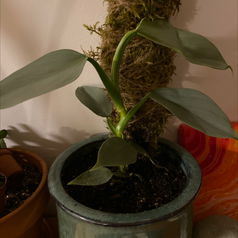 Silver Sword Philodendron plant in a pot with a moss pole, healthy leaves.