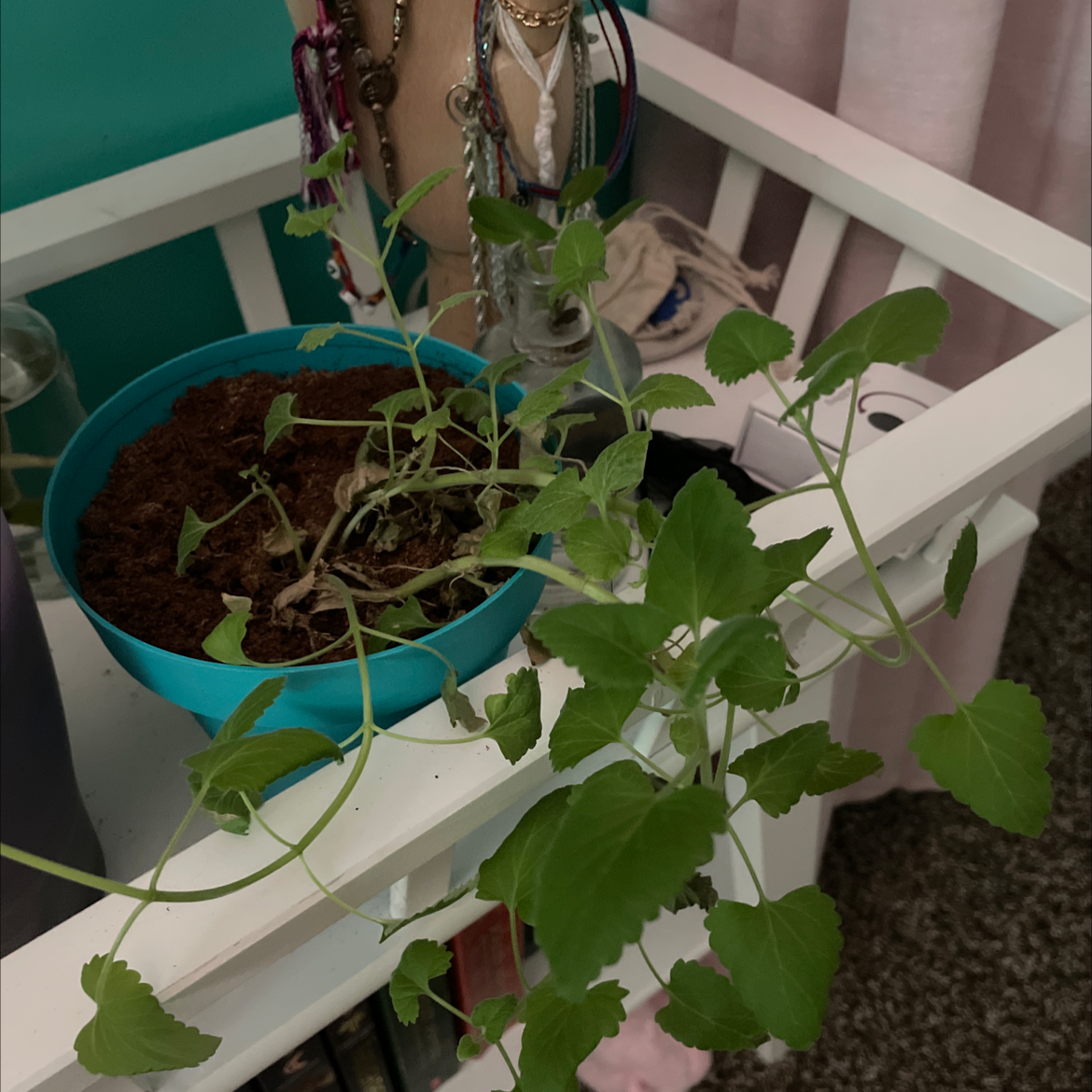Catnip plant photo by @Livigratz named Bonnie on Greg, the plant care app.