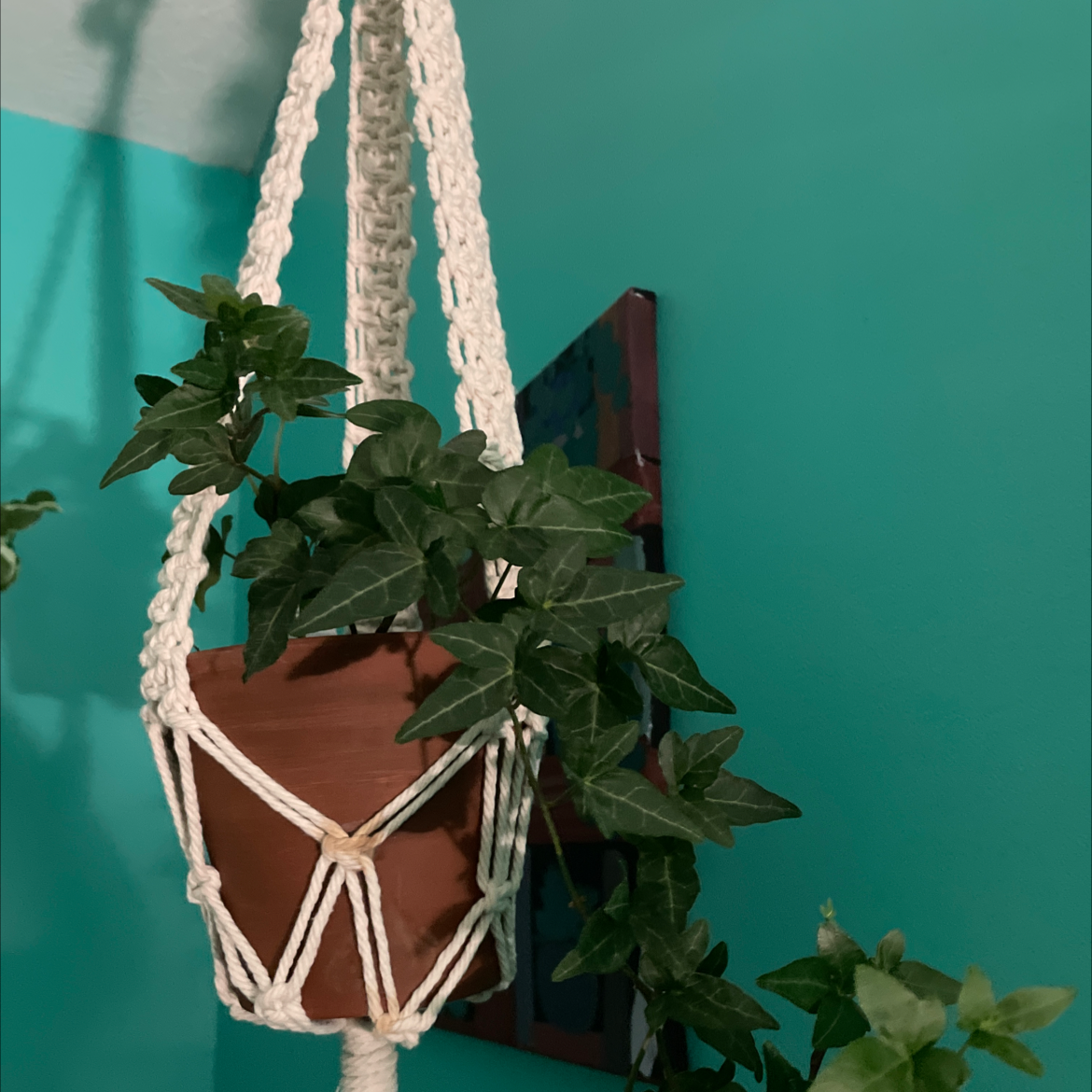 English Ivy plant photo by @Livigratz named Hanging buds (2) on Greg, the plant care app.