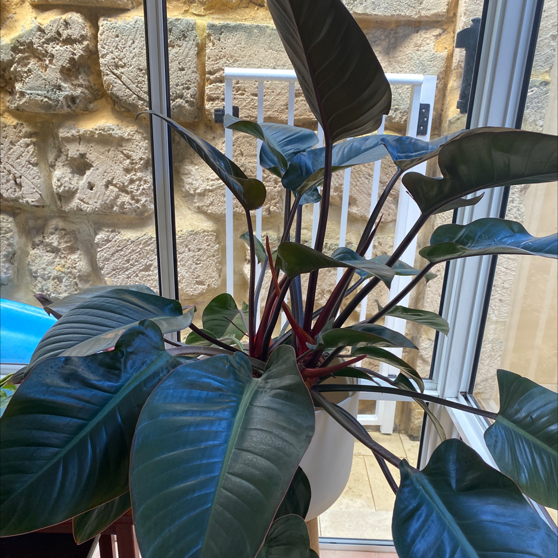 Photo of the plant species Philodendron 'Red Congo' by @Cjt named Philodendron Rojo Congo on Greg, the plant care app