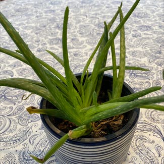 Aloe vera plant in North Fremantle, Western Australia