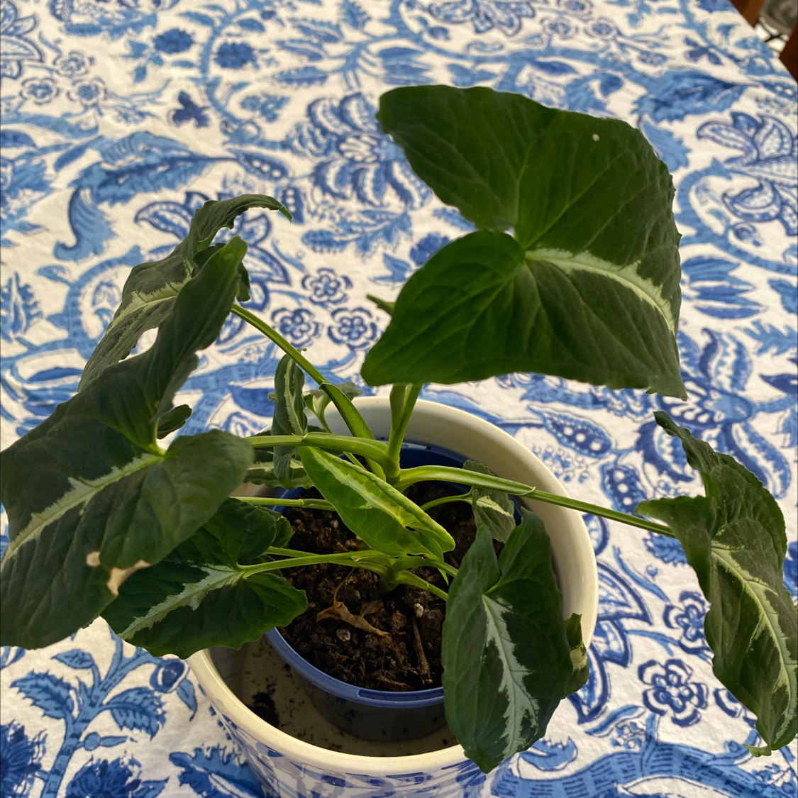 Photo of the plant species Syngonium wendlandii by @Cjt named Syngonium Wendlandii on Greg, the plant care app