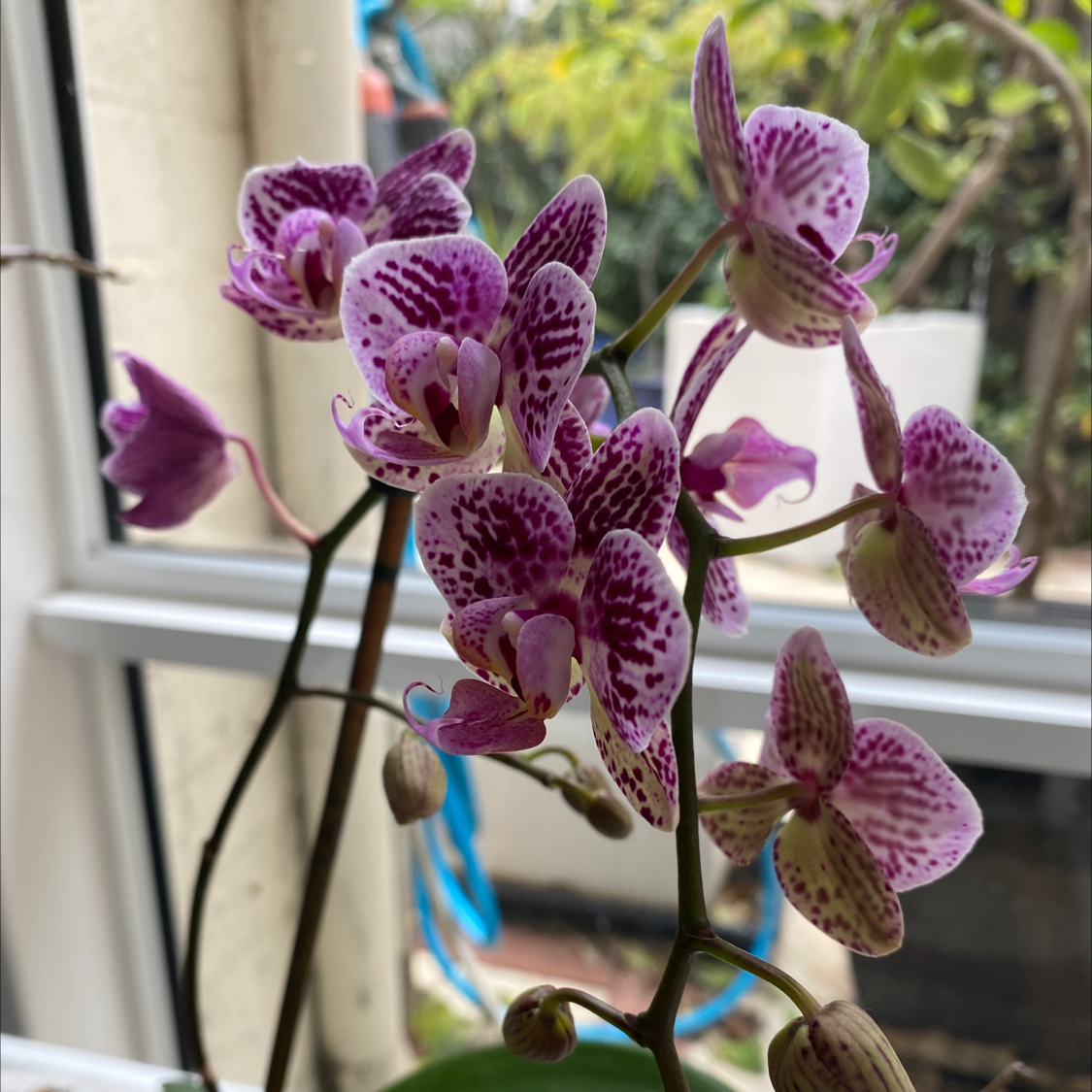 Photo of the plant species Aphrodite's Phalaenopsis by @Cjt named Phalaenopsis Orchid on Greg, the plant care app