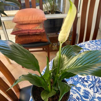 Peace Lily plant in North Fremantle, Western Australia