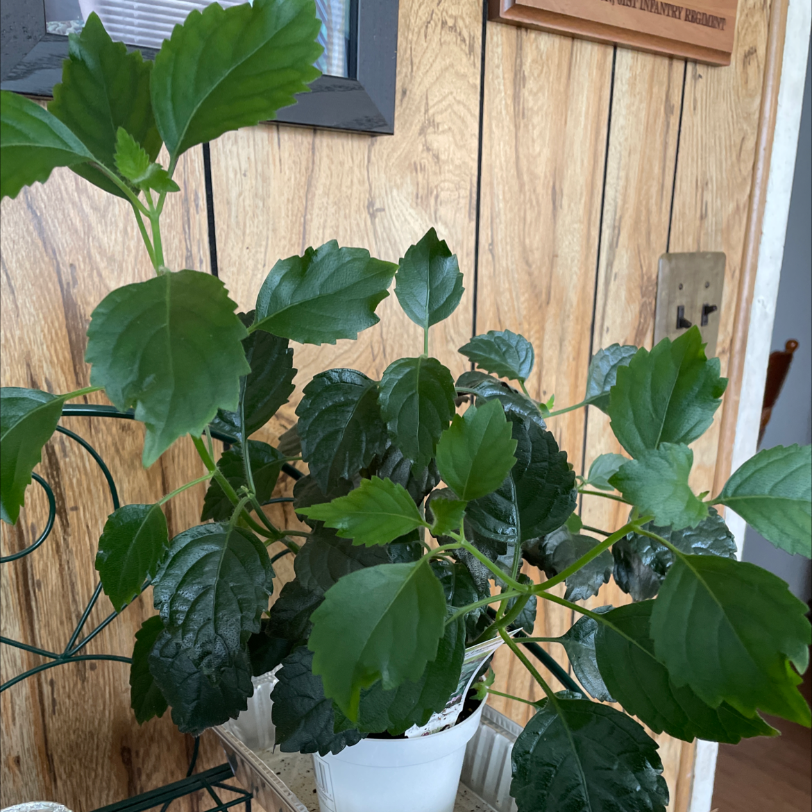 Photo of the plant species Mona Lavender by @tabitha named mona on Greg, the plant care app