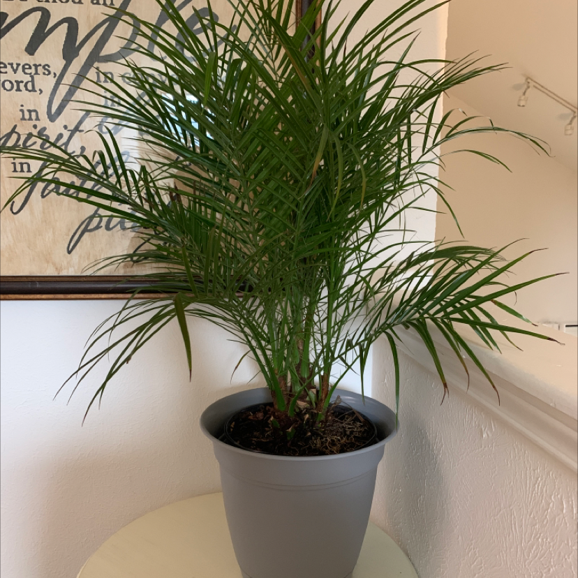 Healthy pygmy date palm with lush green fronds in a gray pot, against a white wall with framed artwork and overlaid text.