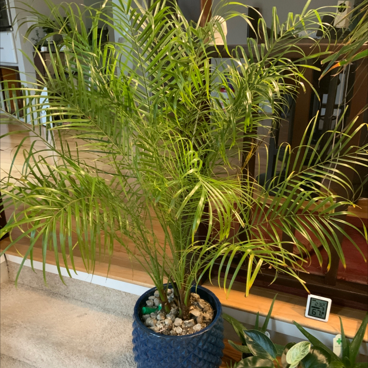Healthy Pygmy Date Palm with lush green fronds in blue ceramic pot. No signs of disease. Soil visible in image.