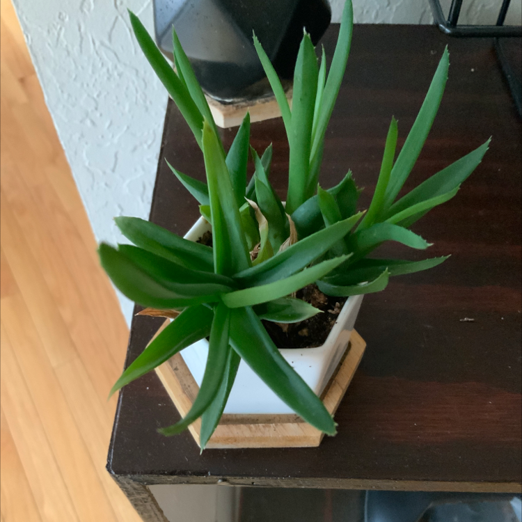 A healthy Fynbos aloe plant in a small white pot with visible soil.