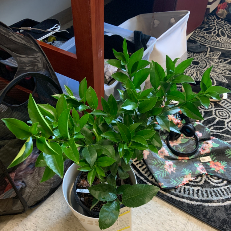 Meyer Lemon Tree plant photo by @PlantsofECU named Meyers on Greg, the plant care app.