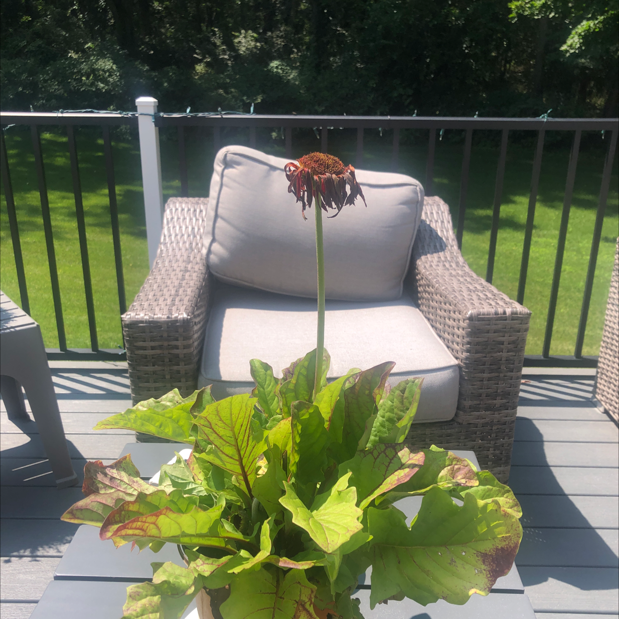 Purple Coneflower plant with wilted flower head and browning leaves on an outdoor deck.