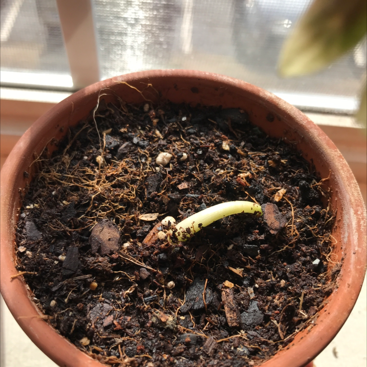 A small potted Jewel Alocasia sprout in dry soil, early growth stage.