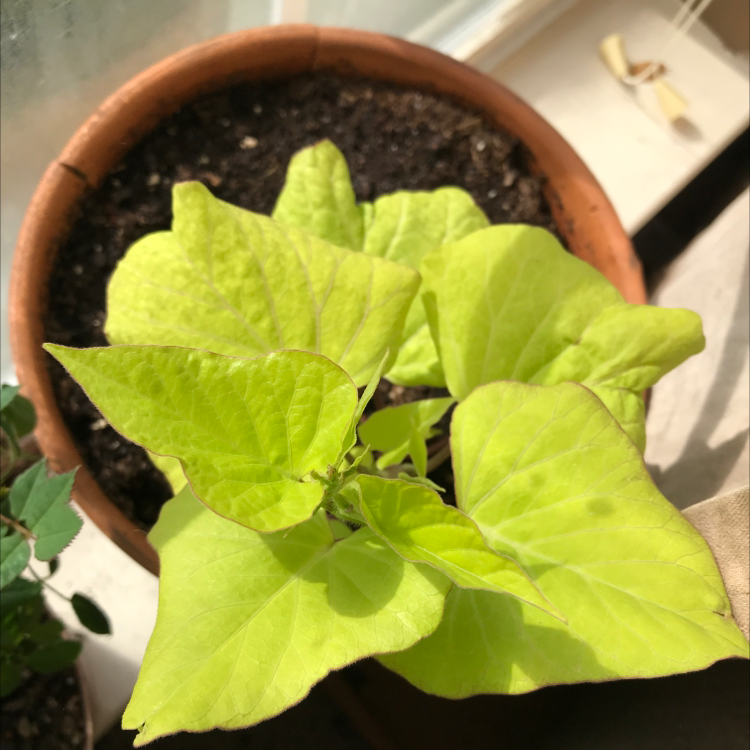 Close-up of a thriving Sweet Potato Vine plant with chartreuse leaves growing in a terracotta pot, with a hand gently showcasing the foliage.