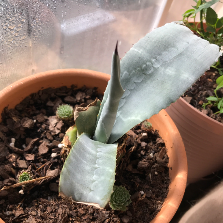 Close-up of a healthy blue-green Agave or Century Plant in a terra cotta pot with gritty soil, showing serrated leaf edges.