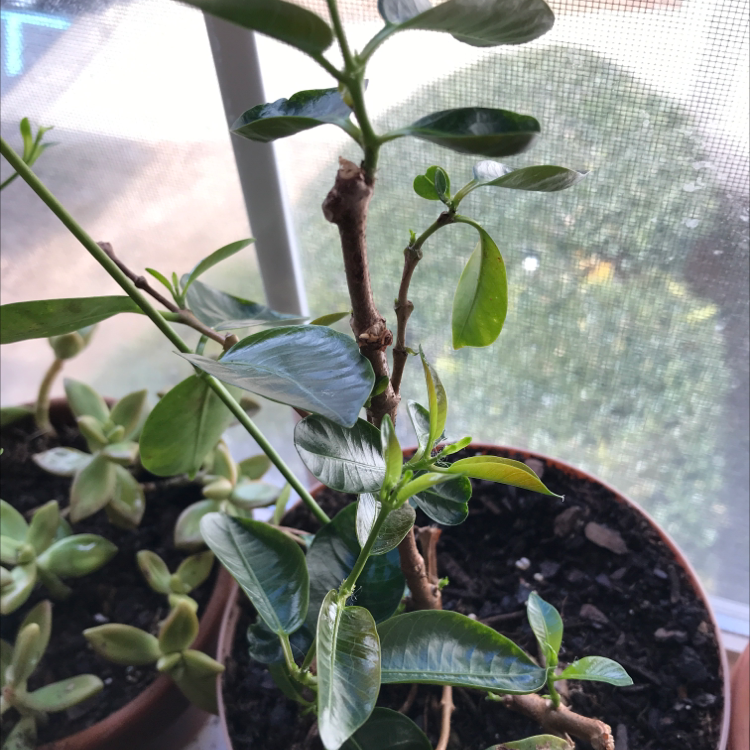 Potted Brazilian Jasmine plant with glossy green leaves near a window.