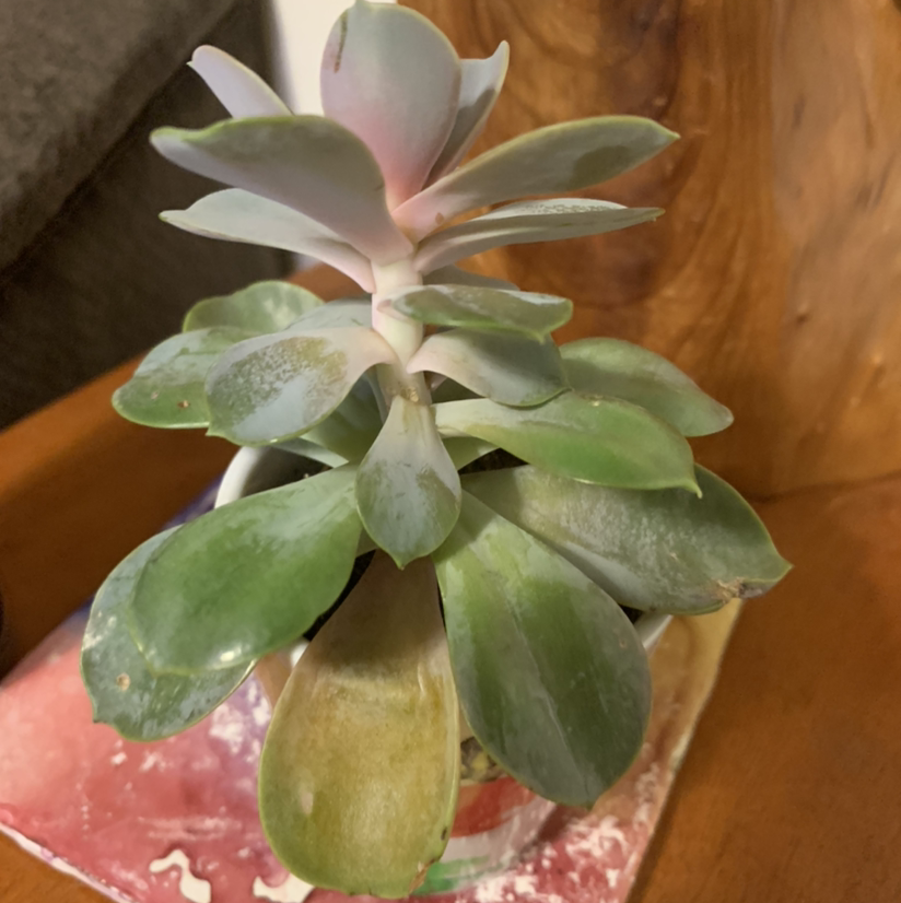 Ghost Plant plant photo by @soapie named Barnaby on Greg, the plant care app.