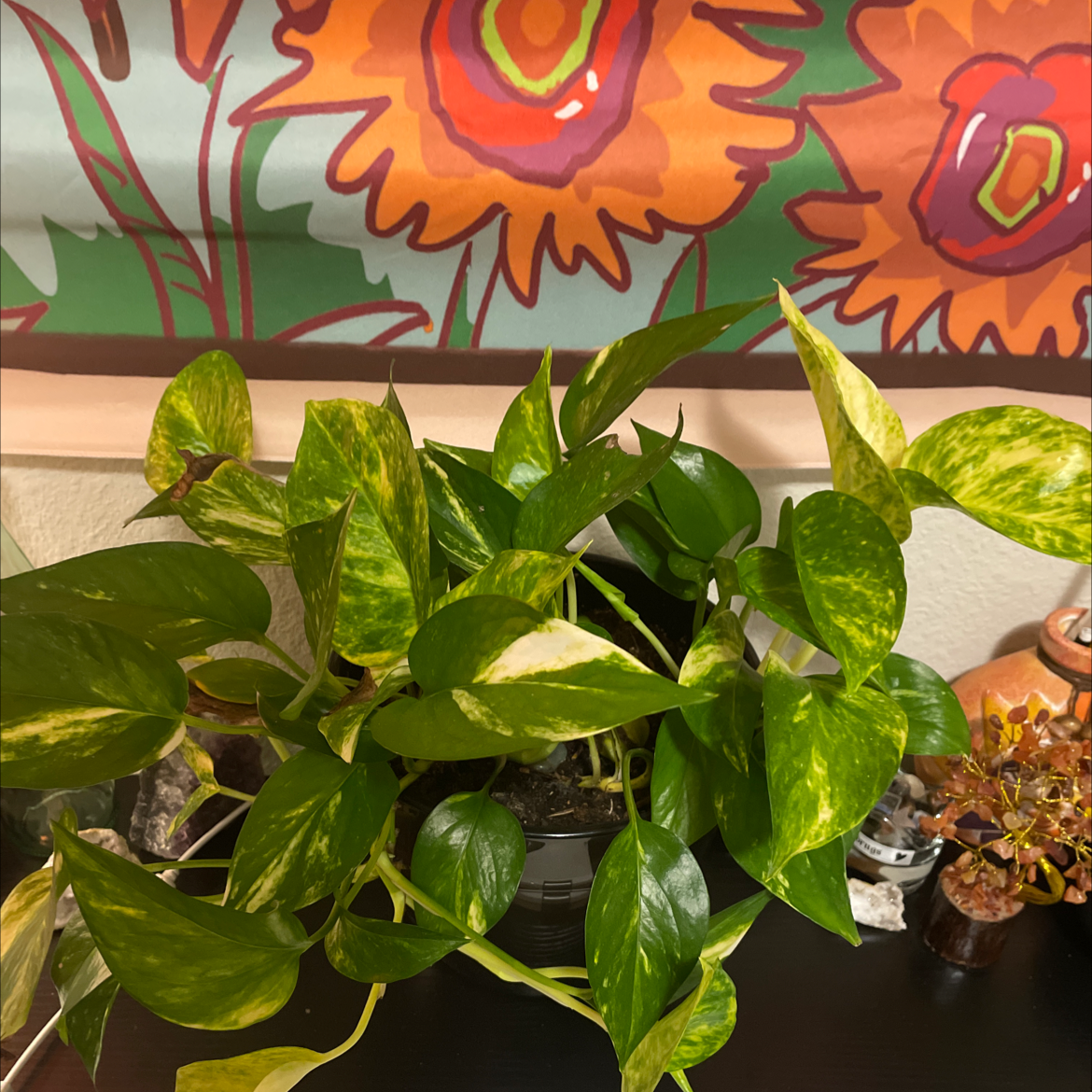Taro Vine plant photo by @Avery.has.cool.plants named Duke on Greg, the plant care app.