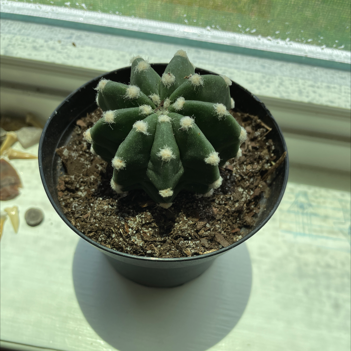 Echinopsis eyriesii plant photo by @Avery.has.cool.plants named Taylor Swift on Greg, the plant care app.