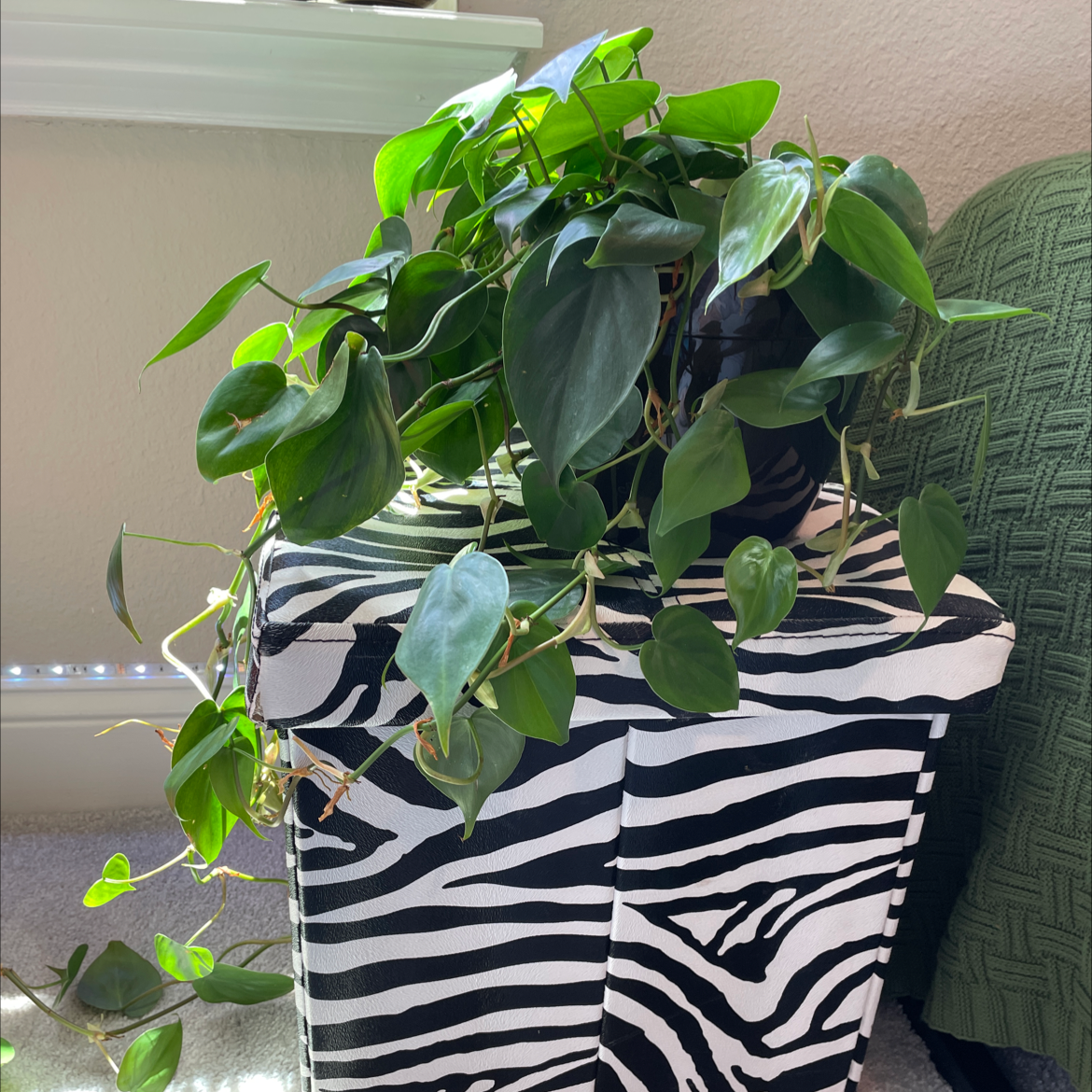 Philodendron Scandens plant photo by @Avery.has.cool.plants named Athena on Greg, the plant care app.