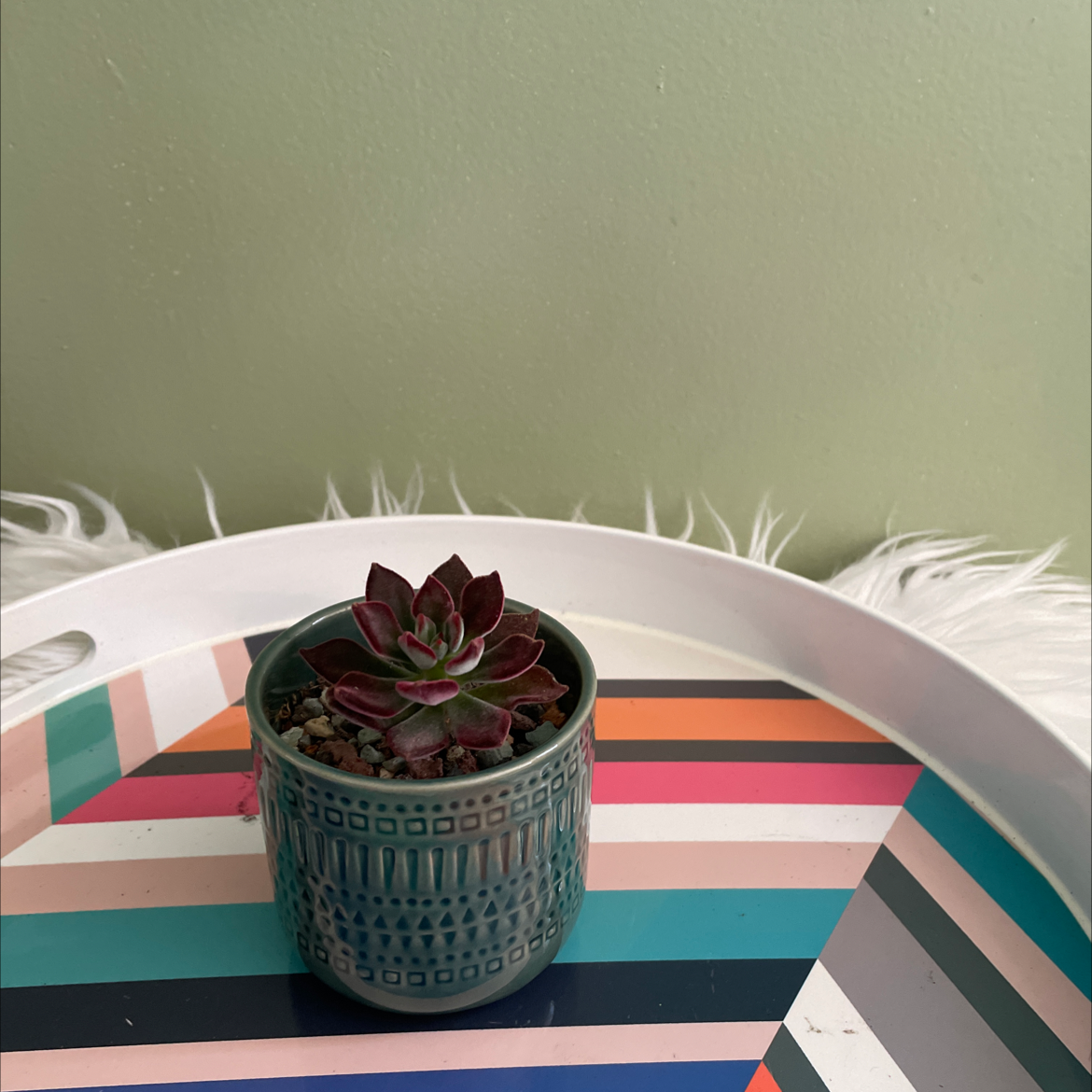 A healthy Plush Plant in a decorative pot on a colorful tray.